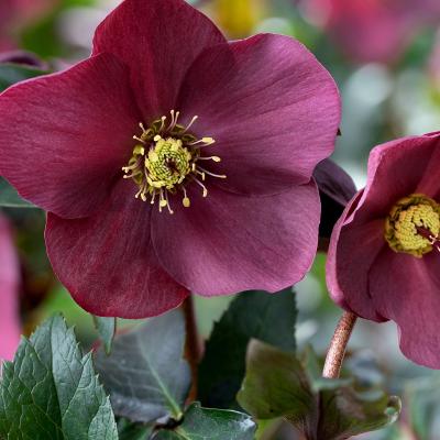 Helleborus 'Ice N Roses Early Red'