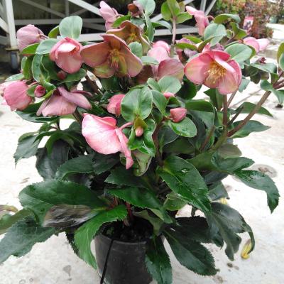 Helleborus 'Ice N Roses Early Rosé'