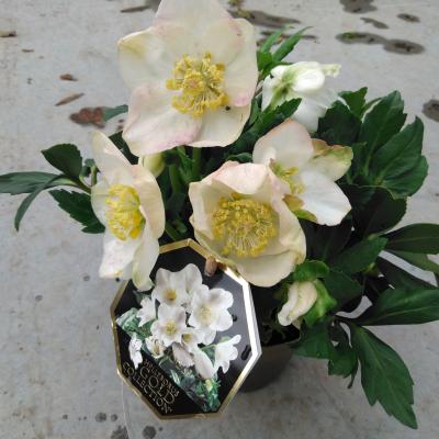 Helleborus niger 'Joel'