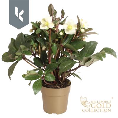 Helleborus niger 'HGC Snow Dance'