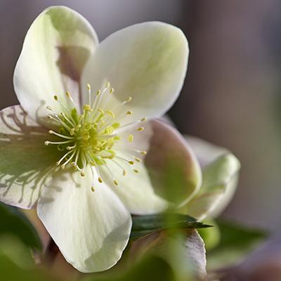Helleborus niger 'Viv Valeria - Joie de Vivre'