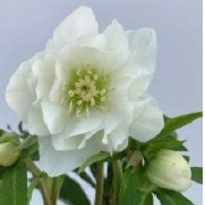 Helleborus orientalis 'VIV Amalia'