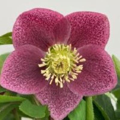 Helleborus orientalis 'VIV Batista'