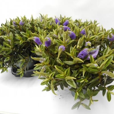 Hebe veronica in kleuren P 15 cm
