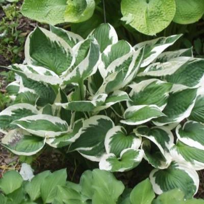 Hosta 'Patriot'