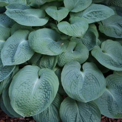 Hosta sieboldiana 'Elegans'