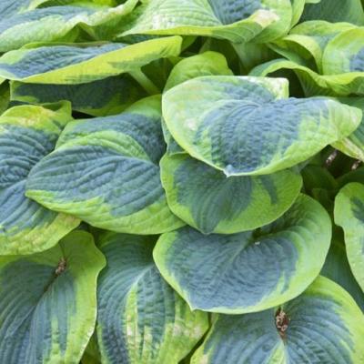 Hosta 'Frances Williams'
