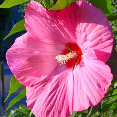 Hibiscus mos. 'Extreme Hot Pink' 