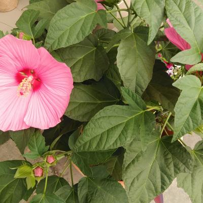 Hibiscus mosch. 'Extreme'  XXL