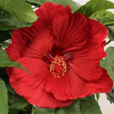 Hibiscus mos. 'Extreme'  XXL 