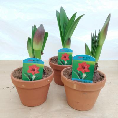 Hippeastrum ... 2 steel rood in terracotta