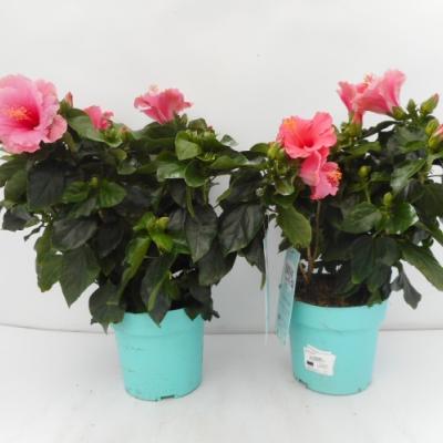 HIBISCUS rosa-sinensis Longlife in kleuren 