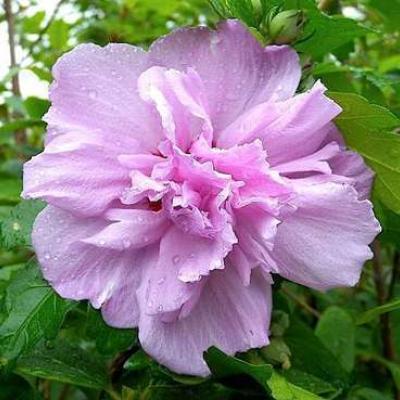 Hibiscus syr. 'Ardens'