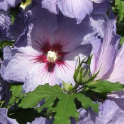 Hibiscus syriacus 'Azurii' ®