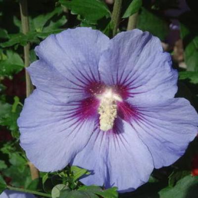 Hibiscus syr. 'Marina'