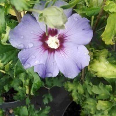 Hibiscus syr. 'Oiseau Bleu'