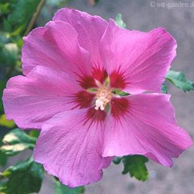 Hibiscus syr. 'Pink Giant'