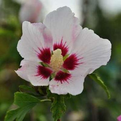 Hibiscus syr. 'Red Heart'