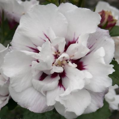 Hibiscus syr. 'Speciosus'