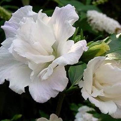 Hibiscus syriacus in kleuren