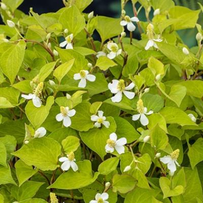 Houttuynia cordata