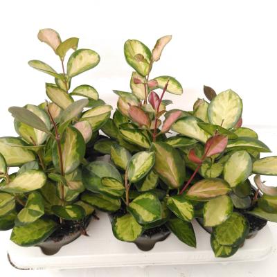 Hoya carnosa 'Tricolor' struik