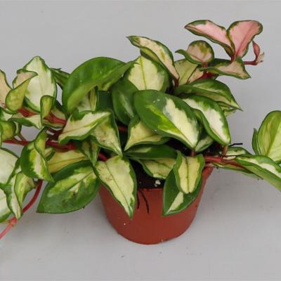Hoya carnosa 'Tricolor'
