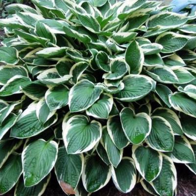 Hosta 'Francee'