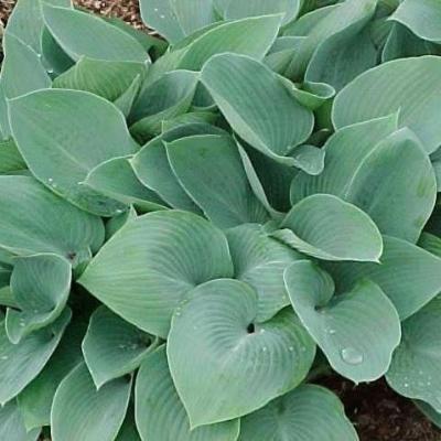 Hosta 'Halcyon'