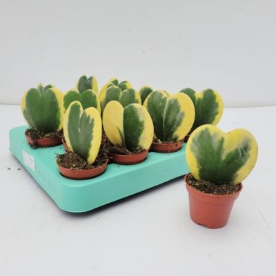 Hoya kerri 'Variegata'