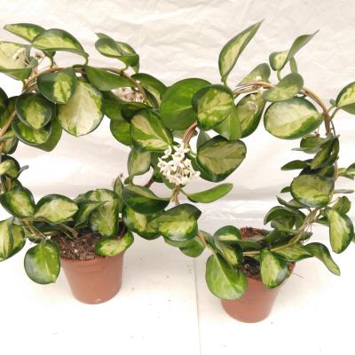 Hoya Lisa En Fleur!