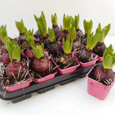 Hyacinthus mix 