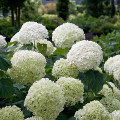 Hydrangea arb. 'Strong Annabelle'