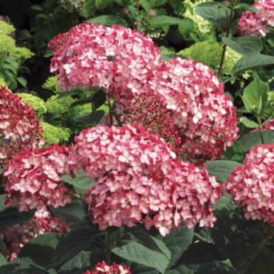 Hydrangea arb. 'Ruby Annabelle'