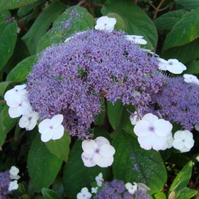 Hydrangea asp. 'Macrophylla'