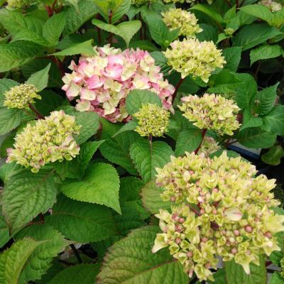 Hydrangea E.S. 'BloomStar'® Pink