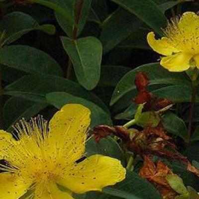 Hypericum calycinum  P9