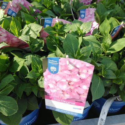 Hydrangea E.S. 'The Original'® Pink