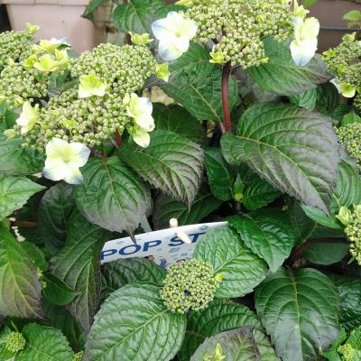 Hydrangea E.S. 'Pop Star'® Blue