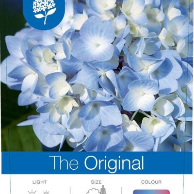 Hydrangea E.S. 'The Original'® Blue