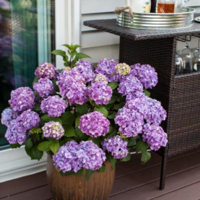 Hydrangea E.S. 'Summer Love'®Purple