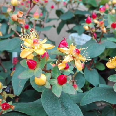 Hypericum 'Grandeur'