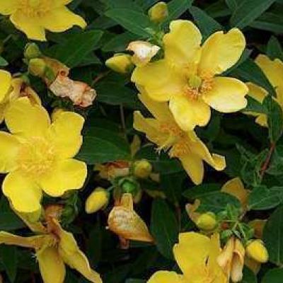 Hypericum 'Hidcote'