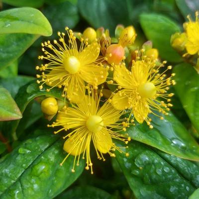 Hypericum ino. 'Magical Beauty'