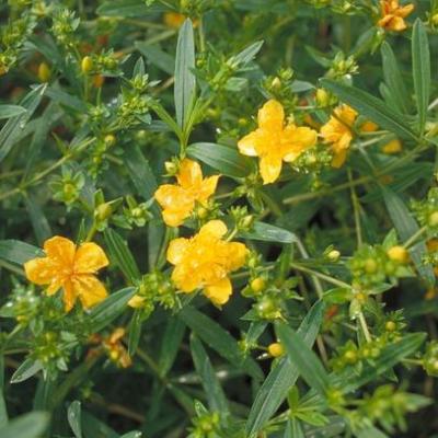 Hypericum kal. 'Gemo'