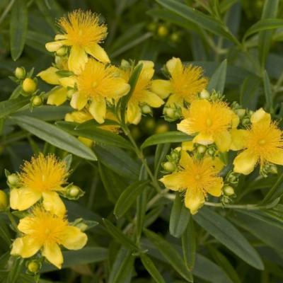 Hypericum kal. 'Sunny Boulevard'®