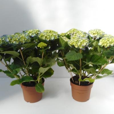 Hydrangea mac.   4/5  kop