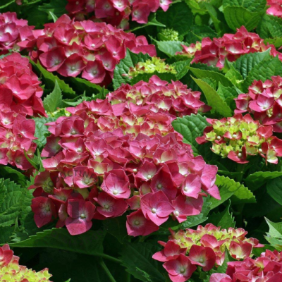 Hydrangea macr. 'Alpengluehen'