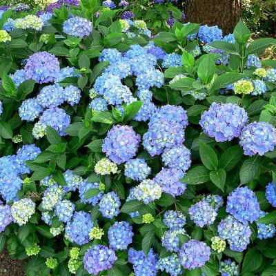 Hydrangea macr. 'Blauer Prinz'