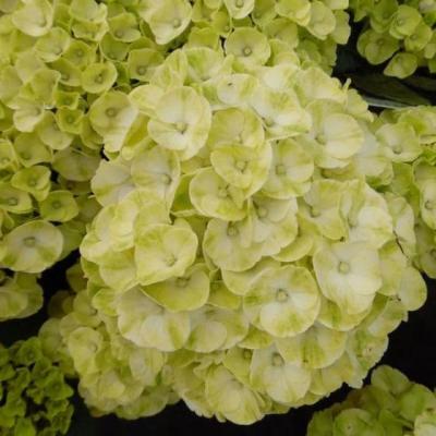 Hydrangea macr. 'Caipinrinha White'